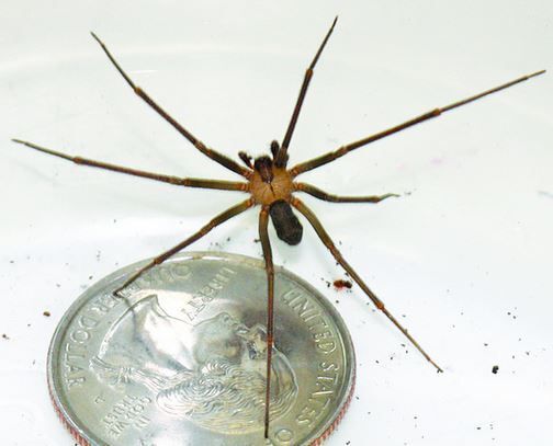 BROWN RECLUSE SPIDER: 10 Facts you should know 