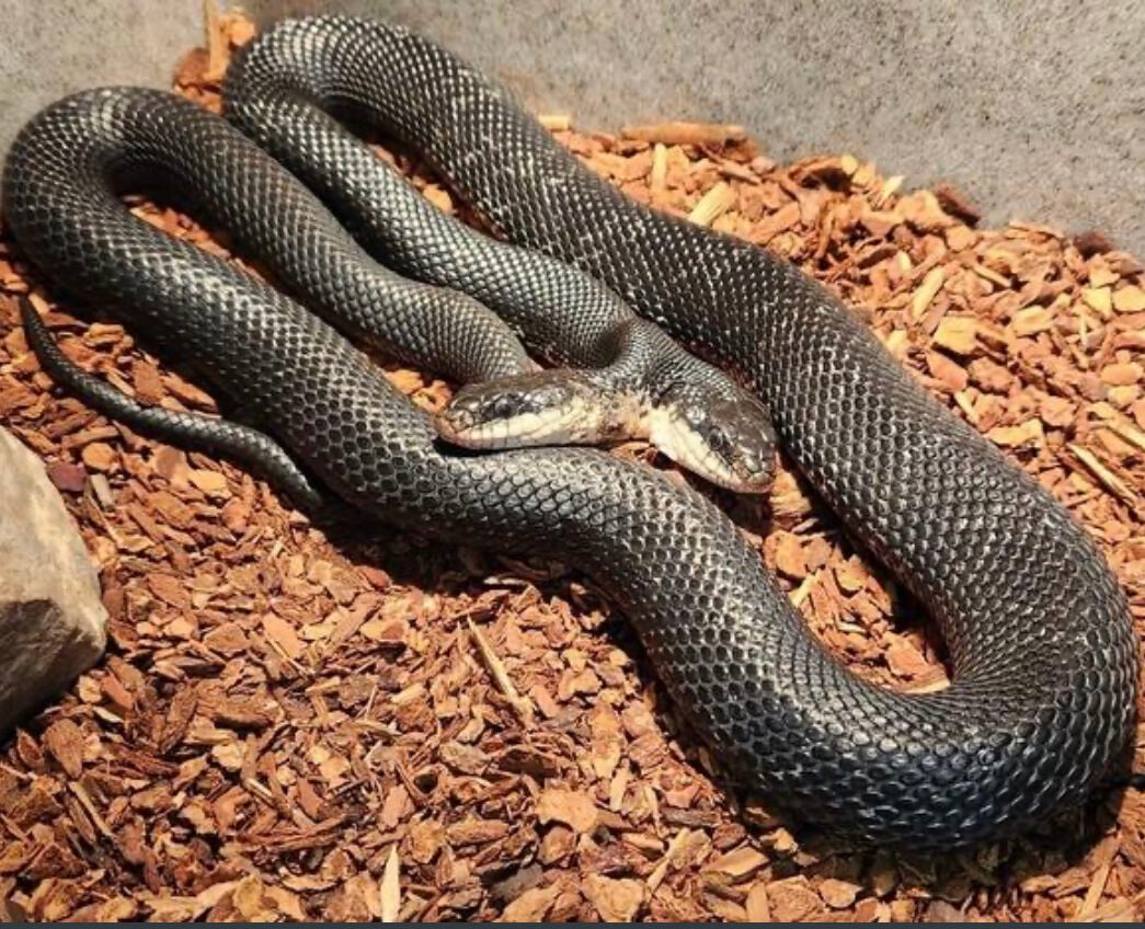 Red-Bellied Snake  Missouri Department of Conservation