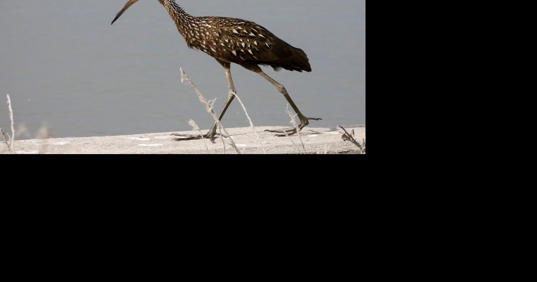 "Vagrant" birds becoming more commonly seen, talked about in Kansas