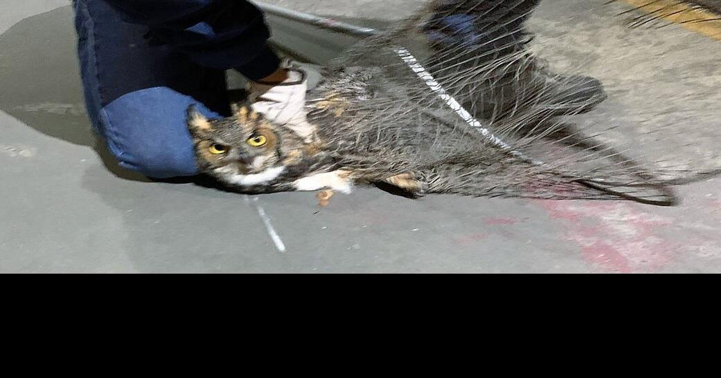 Joplin Animal Control rescues owl from post office building Local