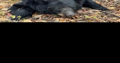 Black bear season announced in Missouri - Vimarsana News