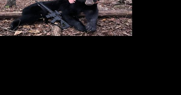 Black bear season in Missouri - Vimarsana News
