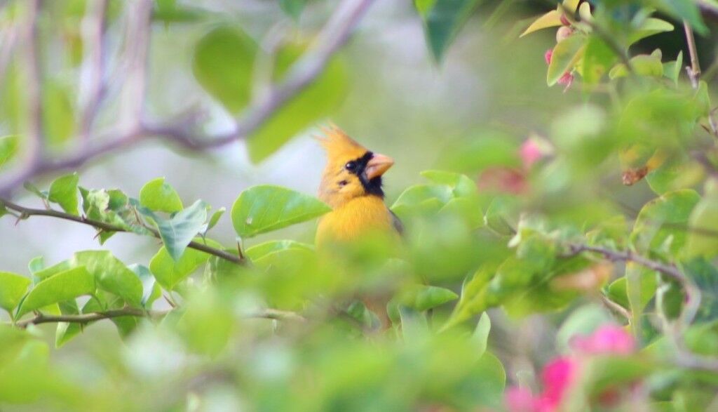 Yellow cardinal, a rare bird, spotted in Port St. Lucie, Florida