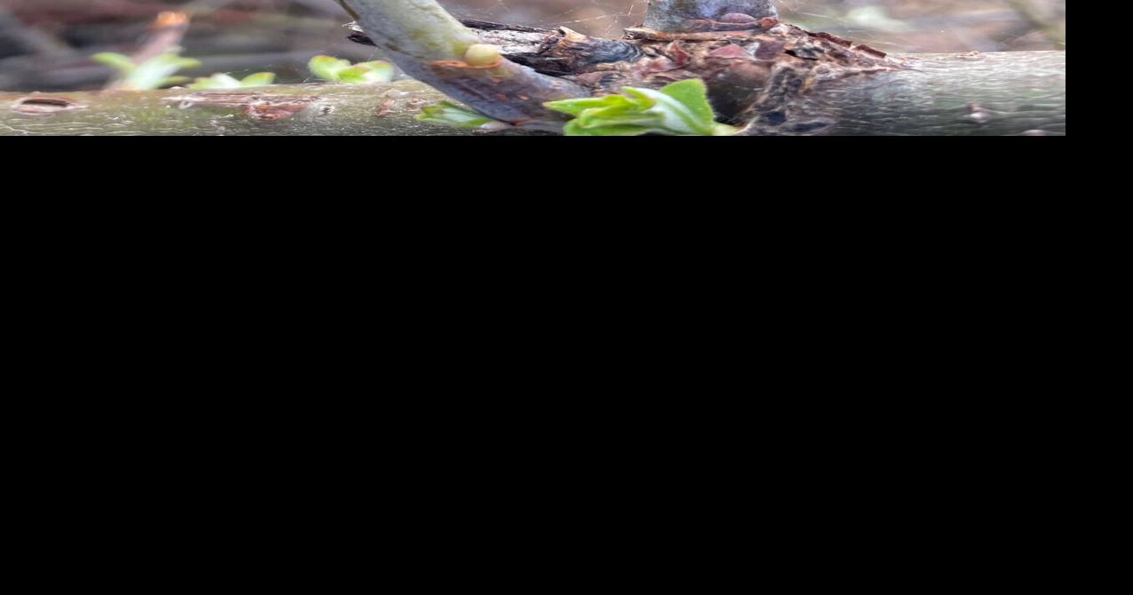 Feltleaf willows Alaska’s most abundant tree Community