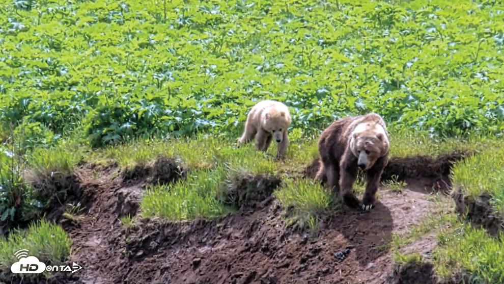 Frazer Lake bears are new internet stars