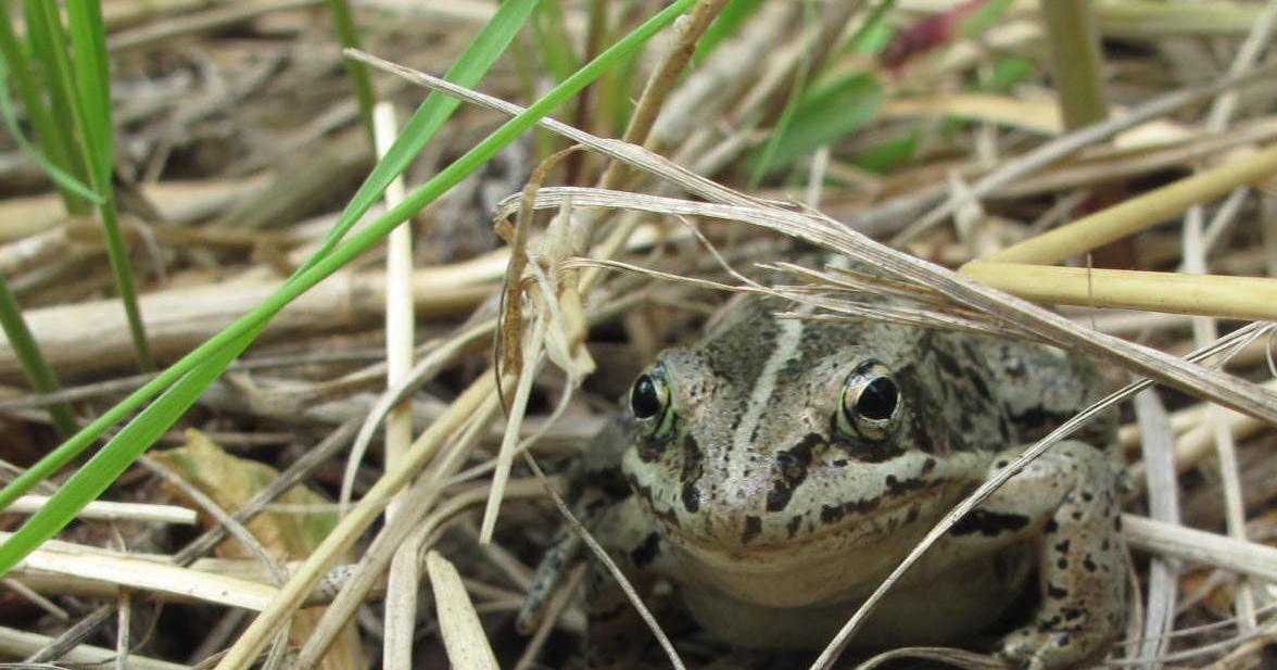 Report of frog’s death greatly exaggerated | Community ...