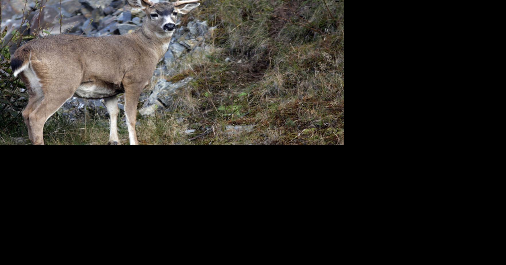 Board of Game changes deer bag limits Local News