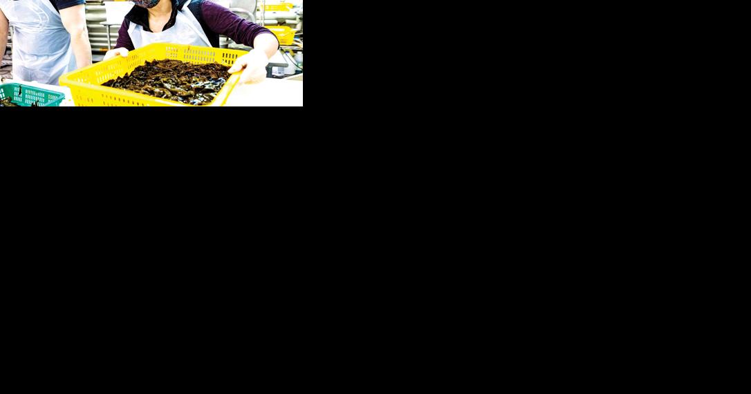 Sea Grant to run first seaweed processing workshop - Vimarsana News