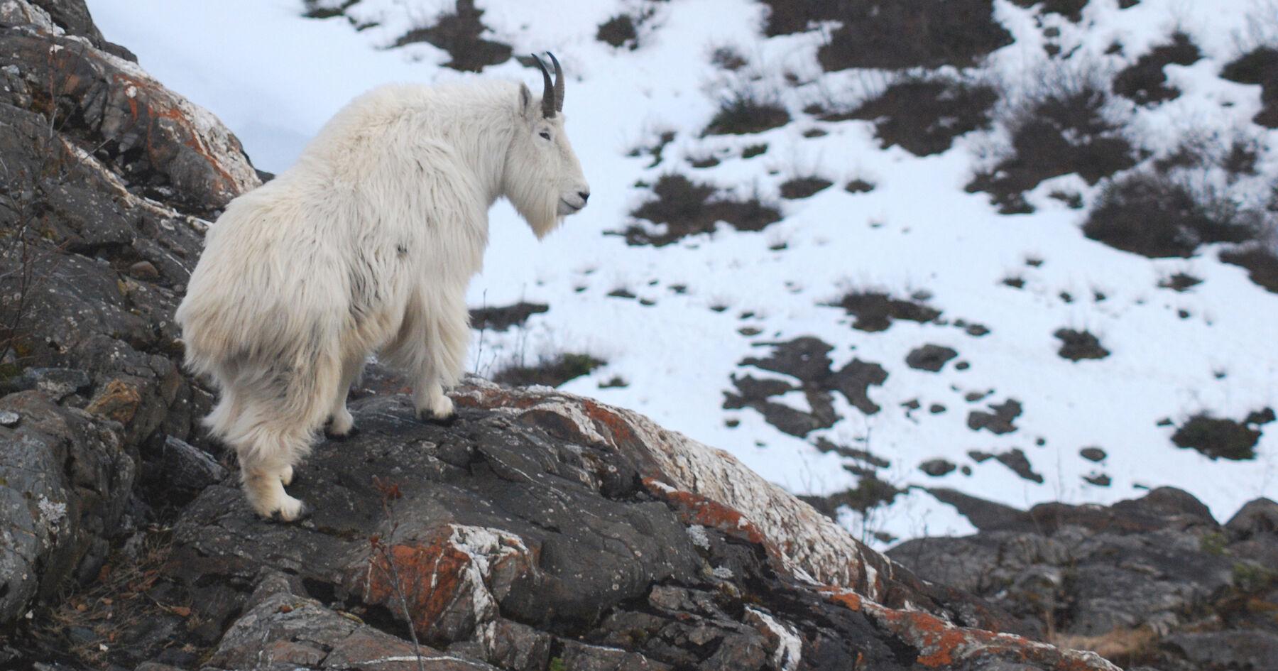Mountain goats live and die on the edge - Vimarsana News
