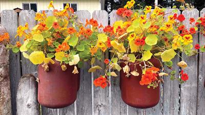 Edible Flower Collection - The Diggers Club