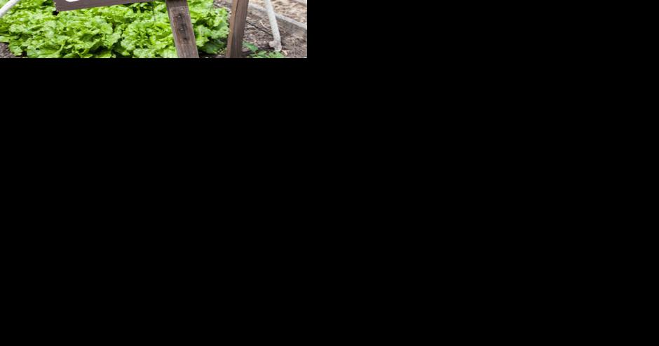 The illustrious history of that leafy green - Vimarsana News