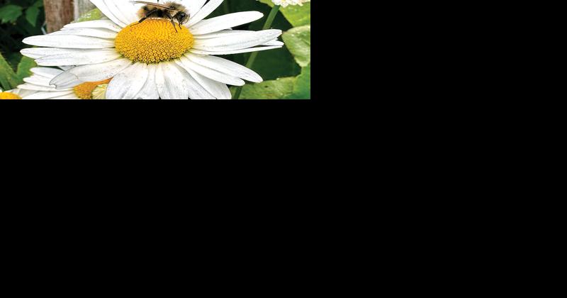 A potpourri of late-season gardening tips - Vimarsana News