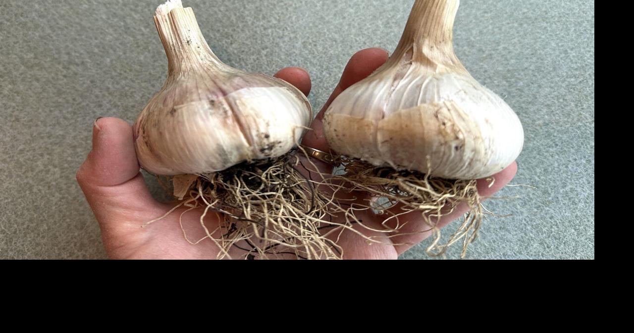 What to plant in September