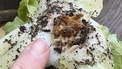 Preventing and controlling root maggots