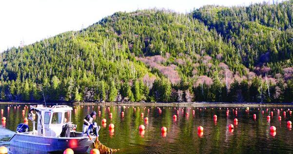 Kodiak noted as prime location for aquaculture growth