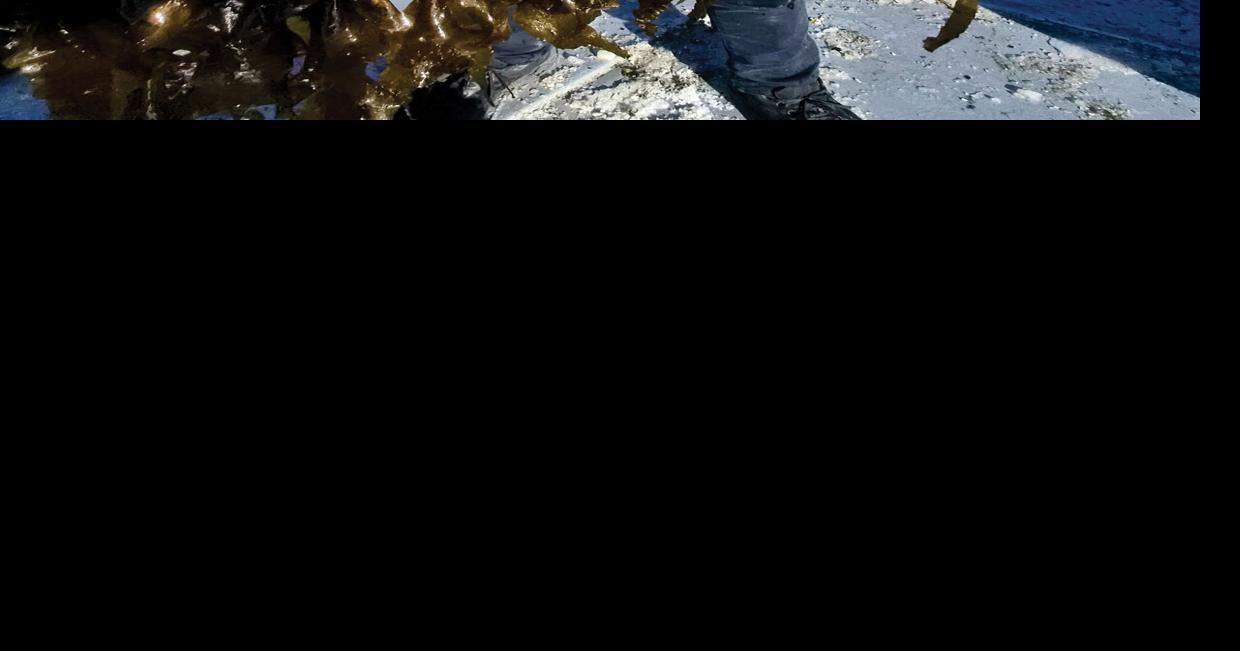 UN seaweed honcho likes what he sees in Kodiak