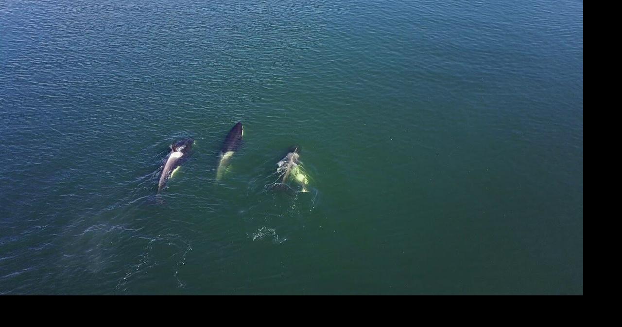 Orca (Killer) Whales near Kodiak, Alaska 3 | Health | kodiakdailymirror.com->すべての結果