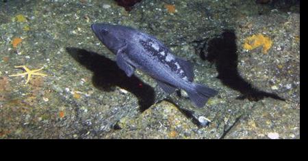 Researchers look for fishermen to help in rockfish populations study - Vimarsana News