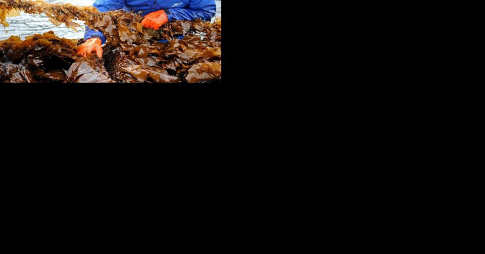 Kodiak leading seaweed farming industry in the state - Vimarsana News