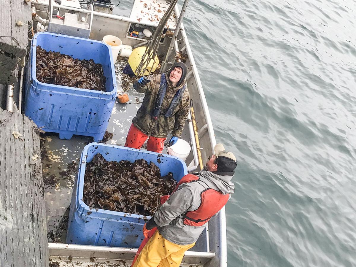 Kodiak Kelp Farmers Set To Crush Last Year S Record Kodiak News Kodiakdailymirror Com