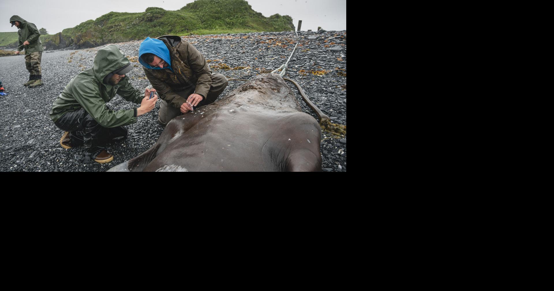 CONNECTING THE DOTS: Sea lion died of starvation | Local News