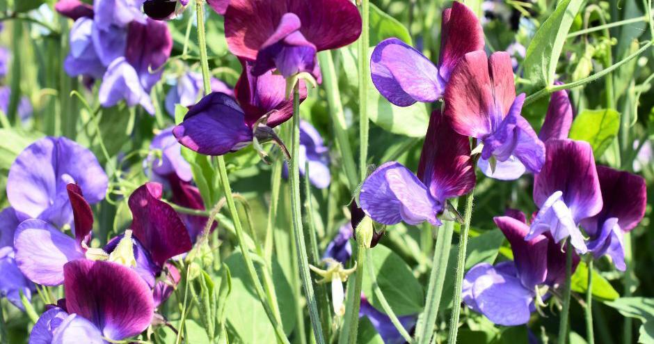 Focus on flowers - Vimarsana News