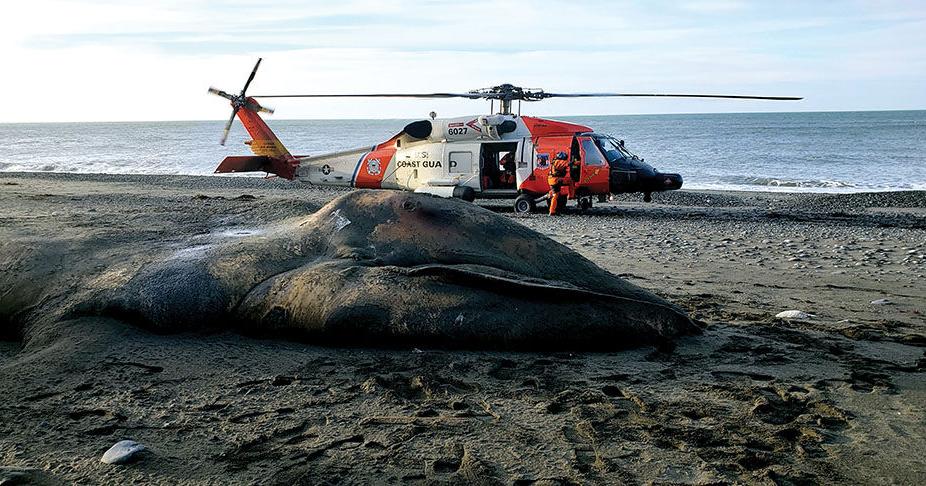 Gray whale deaths decline, not the case for humpbacks - Vimarsana News