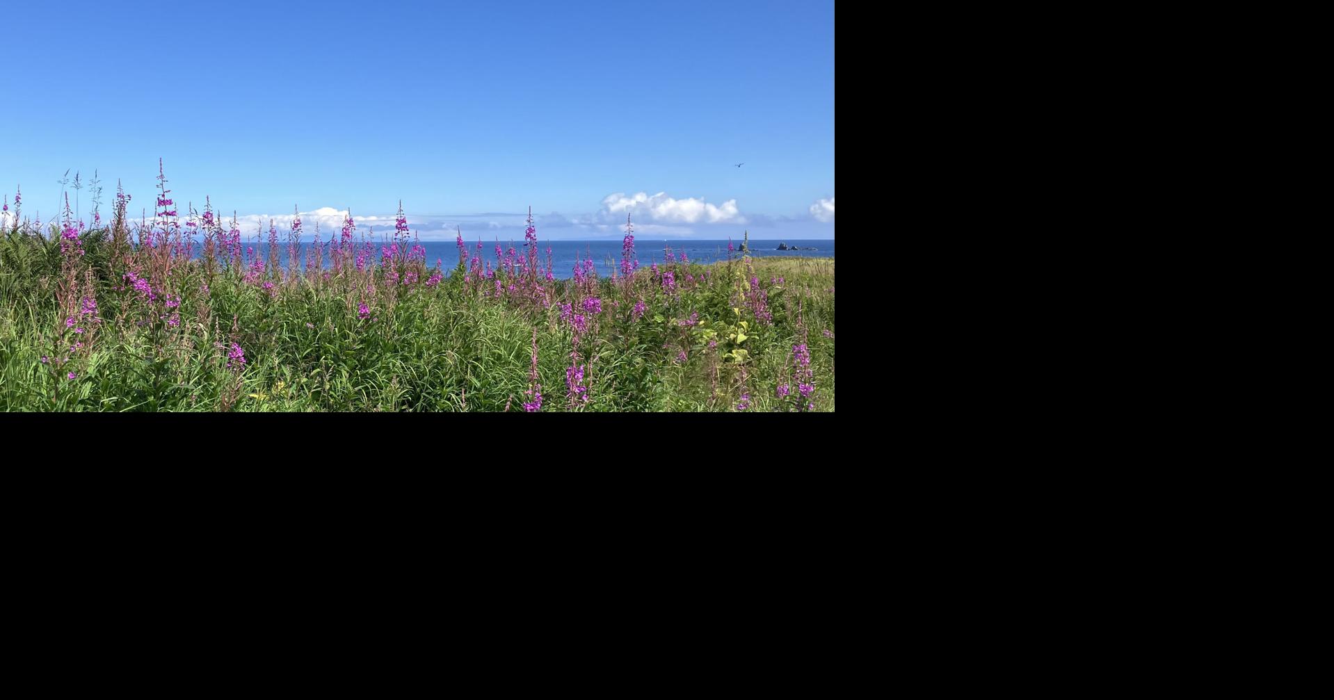 Fireweed | Gallery | kodiakdailymirror.com