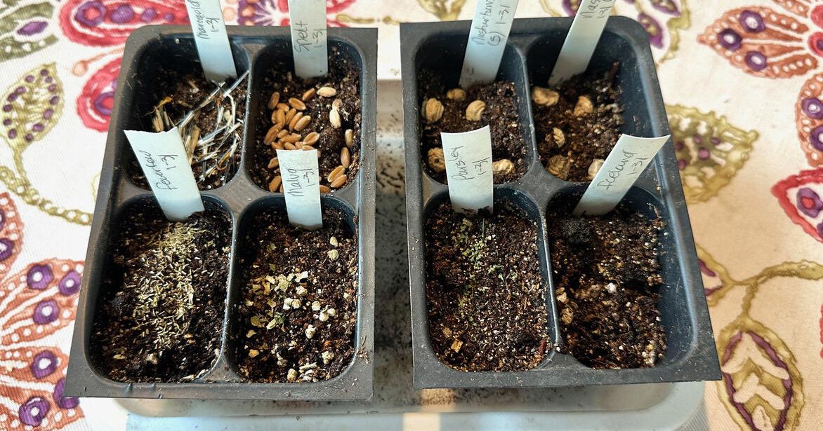 Brussels Sprouts and Reincarnation