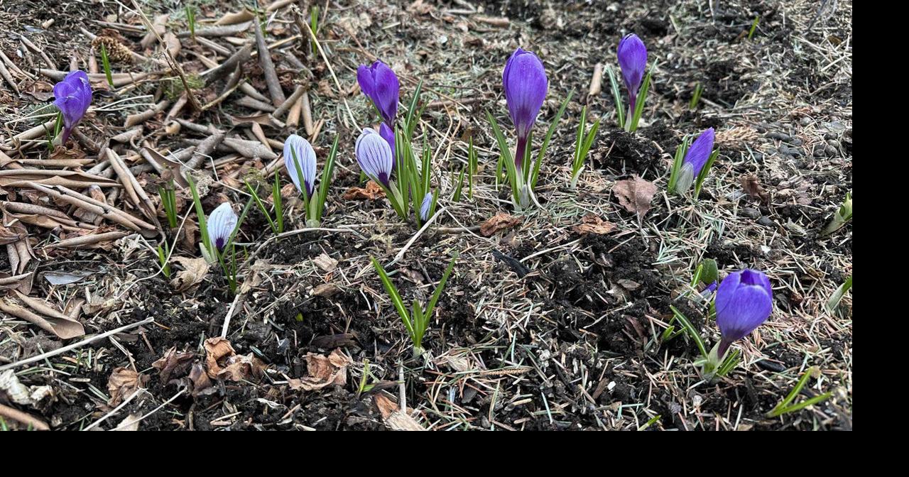 Cold spring garden tasks that pay off later