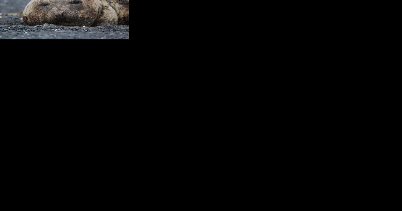 Scientists monitoring a molting elephant seal in Chiniak - Vimarsana News