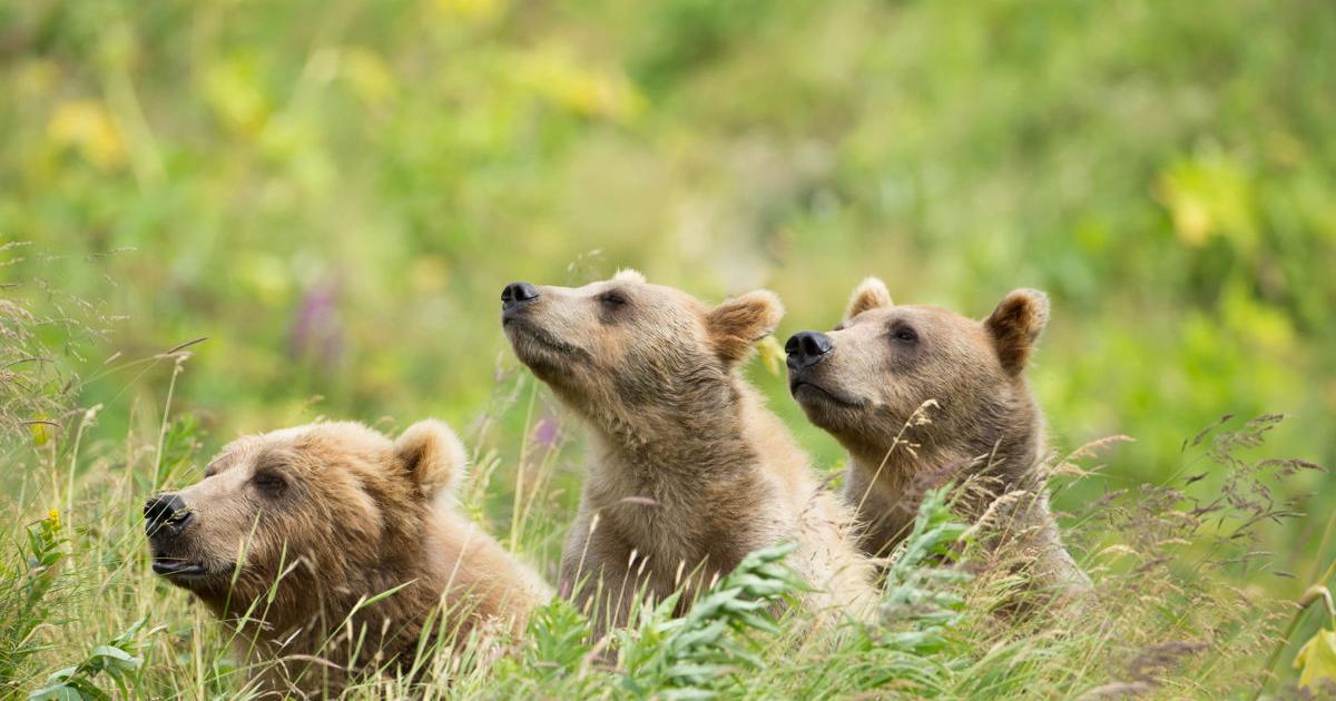 The island's bear safety conversations continue | Local News - Vimarsana News