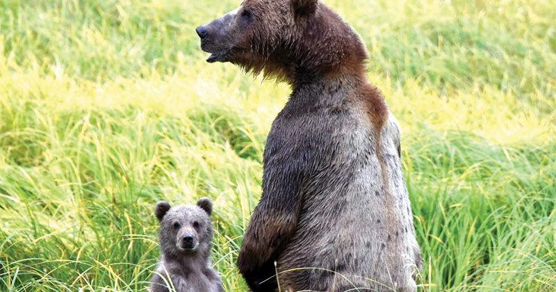 Town hall to discuss increasing number of bear issues - Vimarsana News