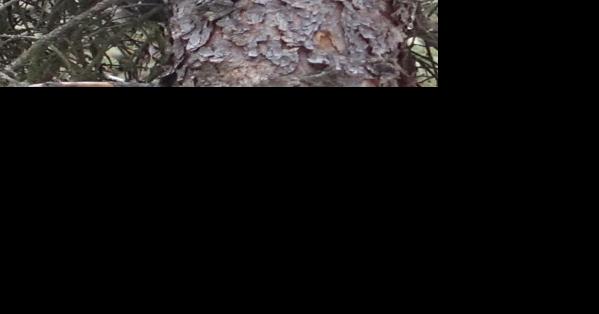 Boreal owls perform by daylight - Vimarsana News