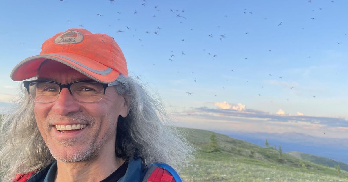 Alaska heavy with summer insects