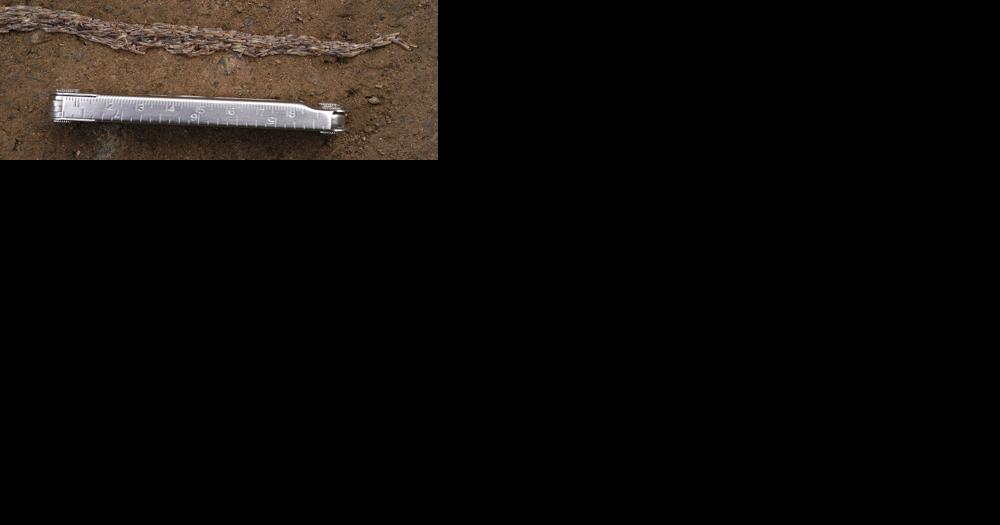 'Snakeworm' mystery yields species new to science | Community - Vimarsana News