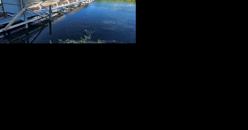 Making salmon runs count - Vimarsana News