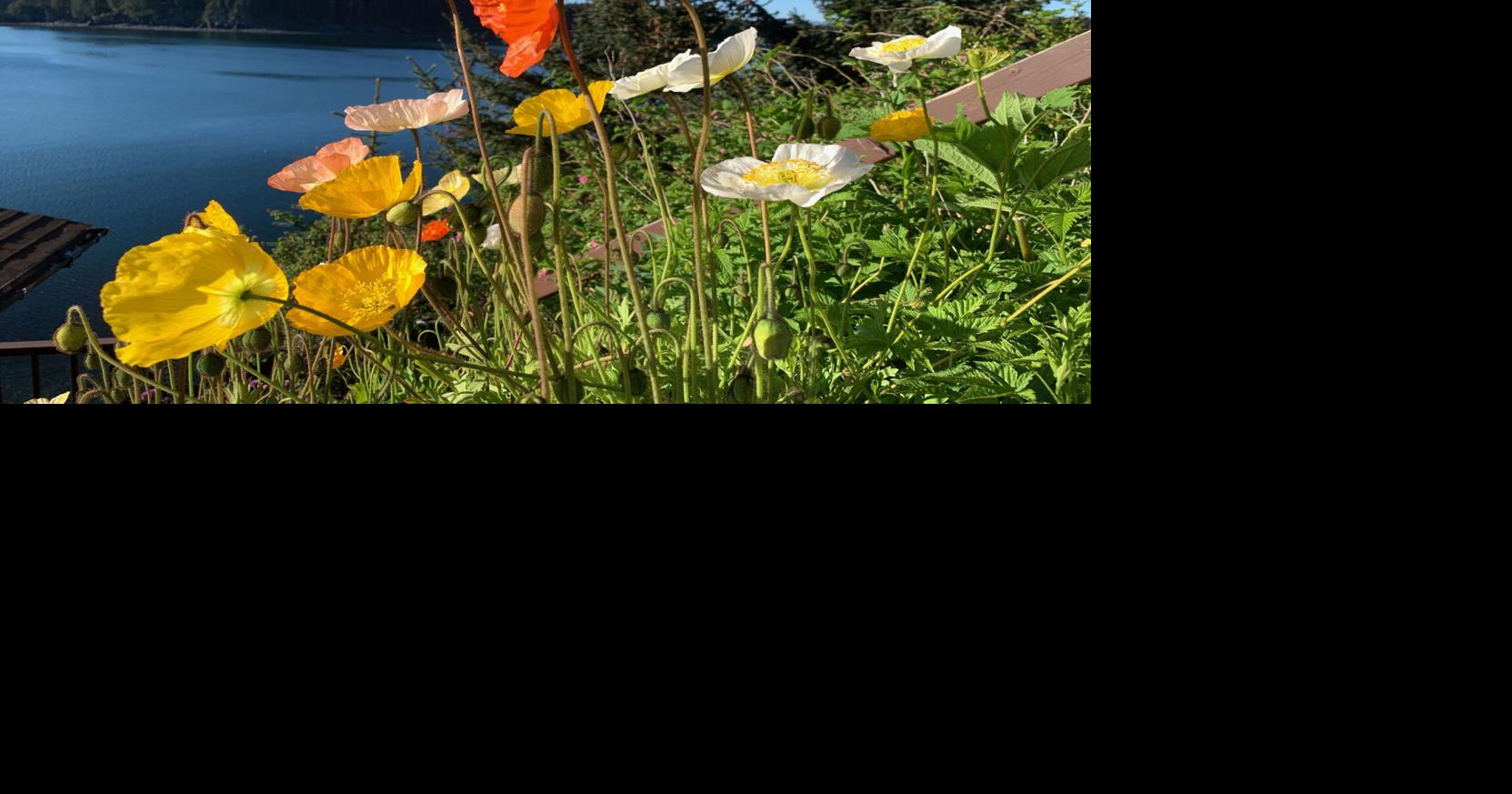 Paying homage to the Summer Solstice | Community | kodiakdailymirror.com