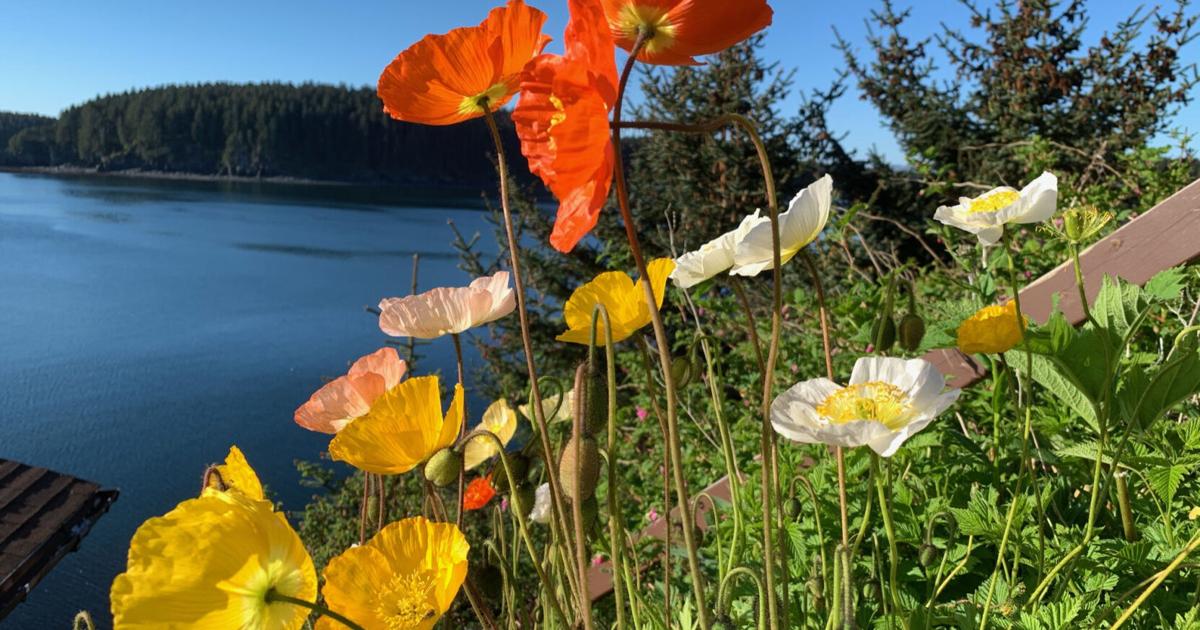 Paying homage to the Summer Solstice | Community | kodiakdailymirror.com