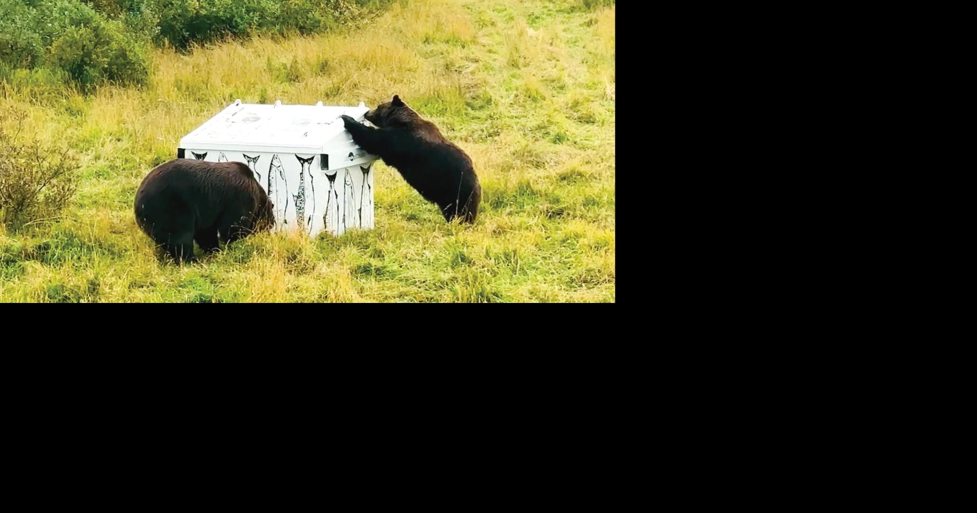Kodiak High’s bear-proof dumpster to be tested again
