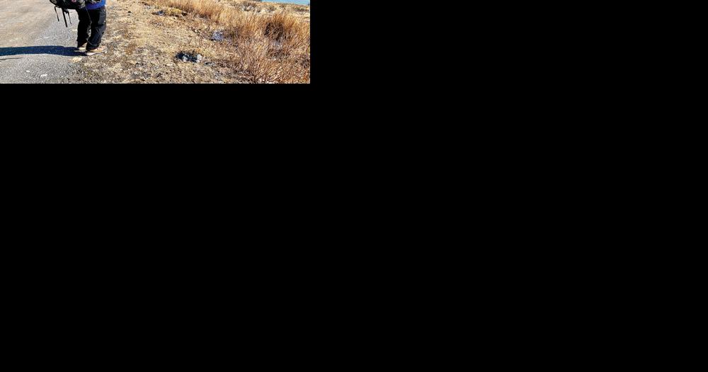 Christmas Bird Count tracks Kodiak's diversity | Local News - Vimarsana News