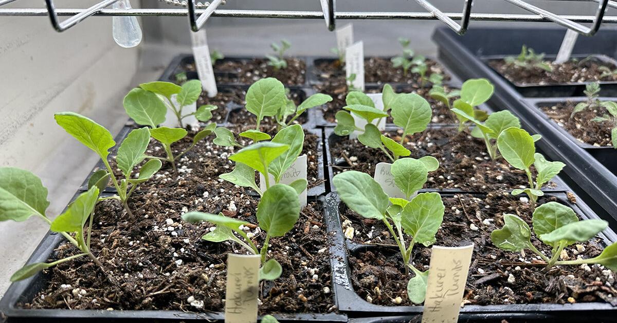 5 quick tips to help your seedlings