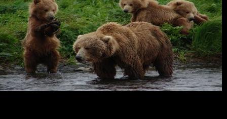 Bears are fine — at a distance - Vimarsana News