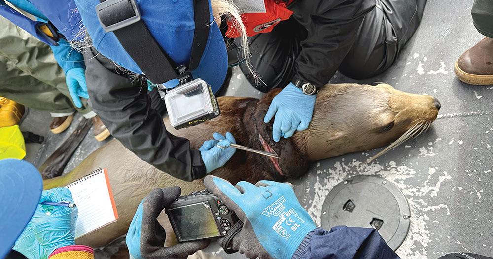 Locals getting certified to rescue marine mammals - Vimarsana News