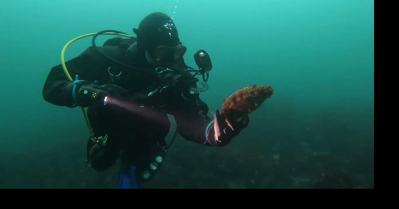 Shore diving Kodiak Alaska Health