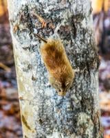 Why did the vole climb the tree?