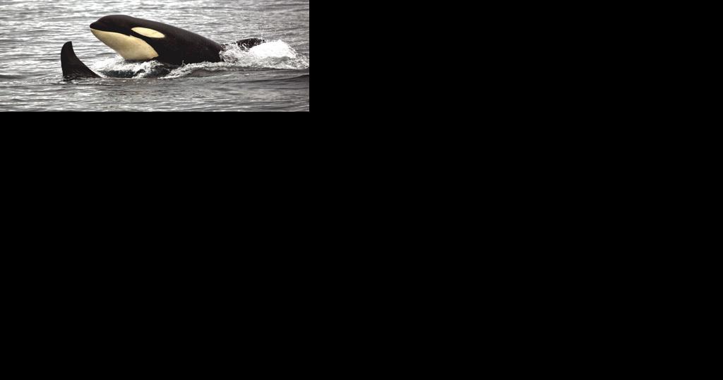 Bottom-trawl gear to blame for most of this year's fishery-related killer whale deaths, NOAA says | Extra - Vimarsana News