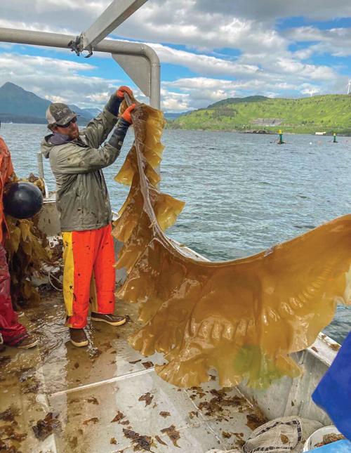 Trident Considered For Aquatic Farm Lease Local News Kodiakdailymirror Com