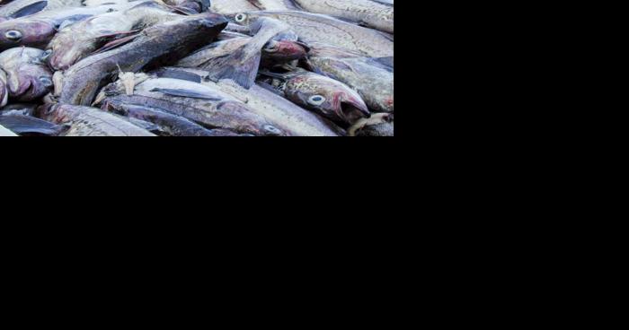 Pollock quota up 12% this year - Vimarsana News