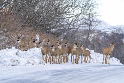Oh Deer Winter Conditions Pushing Sitka Blacktail Into Residential Areas Local News Kodiakdailymirror Com